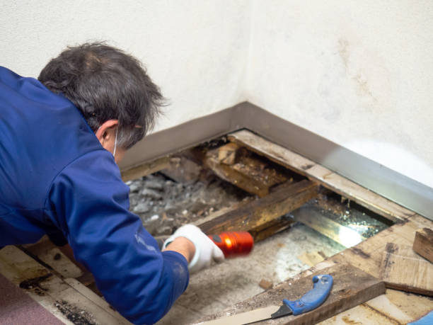 Best Attic Mold Removal  in White Mountain Lake, AZ