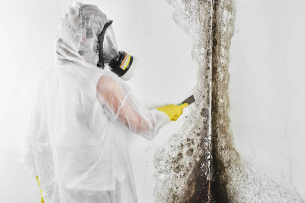 Best Same-Day Mold Removal  in White Mountain Lake, AZ