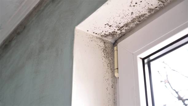 Home Mold Removal in White Mountain Lake, AZ