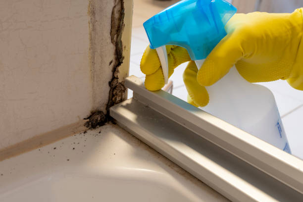 Best Black Mold Removal  in White Mountain Lake, AZ