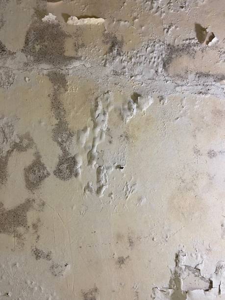 Crawl Space Mold Removal in White Mountain Lake, AZ
