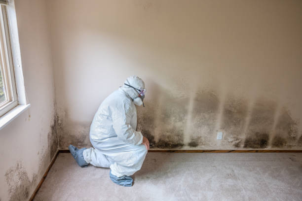 Mold Removal Process in White Mountain Lake, AZ