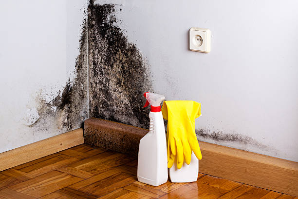 Best Emergency Mold Removal  in White Mountain Lake, AZ