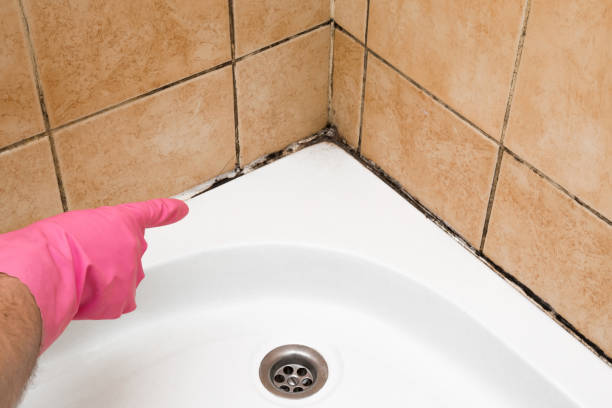 Best Certified Mold Removal  in White Mountain Lake, AZ